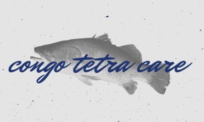 congo tetra care