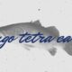 congo tetra care