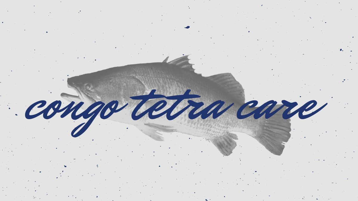 congo tetra care