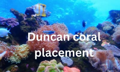 duncan coral placement