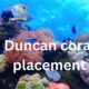 duncan coral placement