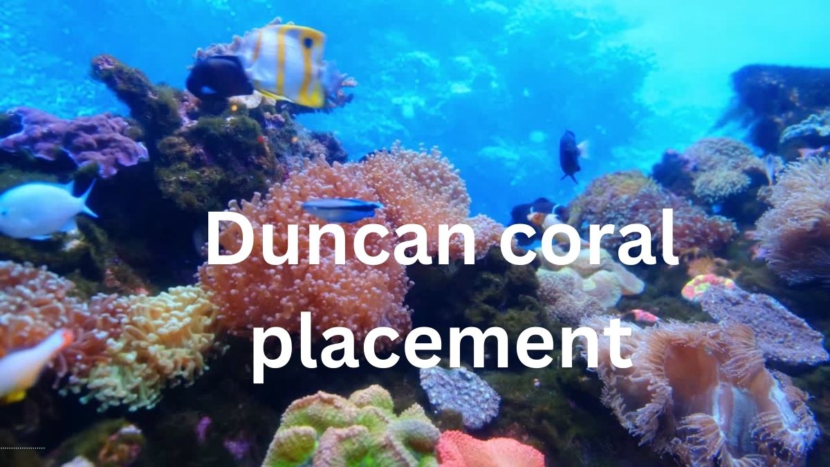 duncan coral placement