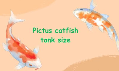 pictus catfish tank size