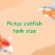 pictus catfish tank size