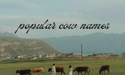 popular cow names