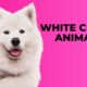 white coza animal